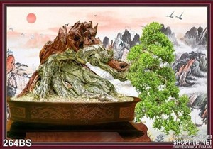 Chậu bonsai gốc lớn  ấn tượng