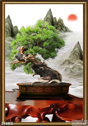 Chậu bonsai cây thông mini đẹp ấn tượng