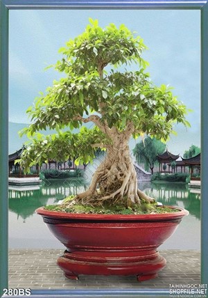 Chậu bonsai đỏ nghệ thuật lớn