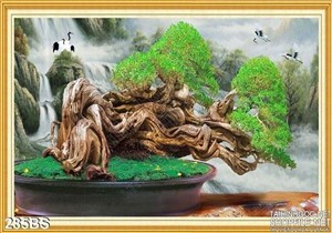 Chậu bonsai gốc lớn đep in gạch uv