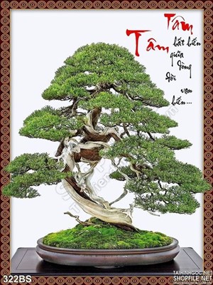 Chậu bonsai đẹp ấn tượng nghệ thuật năm mới