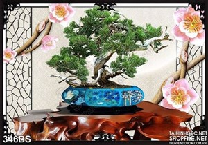 Chậu bonsai ấn tượng và cái bàn gỗ lớn