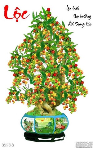 Chậu bonsai câu sung lộc đầu năm