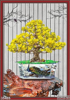 Chậu bonsai cây hoa mai nở rộ xuân 2020