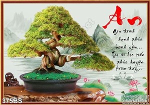 Chậu bonsai gốc lớn nghệ thuật bình an