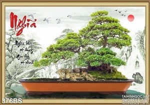 Chậu bonsai lớn và chữ nghĩa