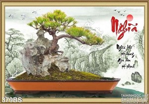 Chậu bonsai cây thông nhỏ đẹp