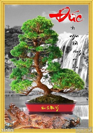 Chậu bonsai vạn sự như ý