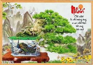 Chậu bonsai lớn chữ nhẫn