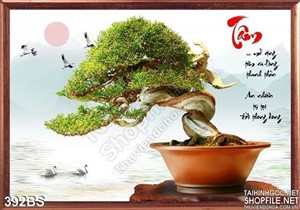 Chậu bonsai uống éo của nghệ nhân nhật bản 2020