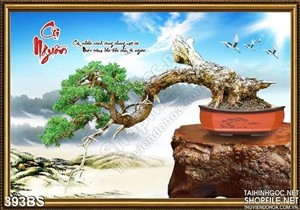 Chậu bonsai vươn cành ra xa