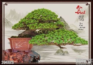 Chậu bonsai tán rộng yêu thương gia đình