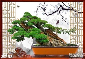Chậu bonsai gốc lớn và khung cửa sổ