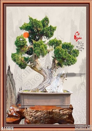 Chậu bonsai ấn tượng đẹp