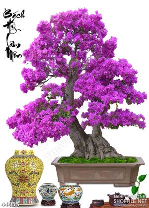 Tranh chậu bonsai hoa giấy màu tím mộng mơ 3d dán tường