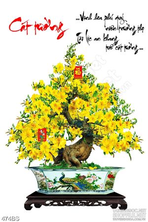 Tranh chậu bonsai nghệ thuật mai vàng cát tường dán tường