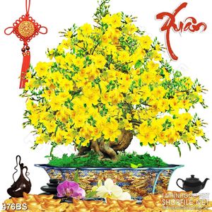 Tranh chậu bonsai psd mai vàng đón xuân bên ấm trà dán tường