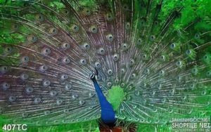 Tranh chim công xòe đuôi đẹp in uv