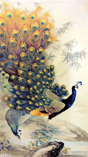 Tranh chim công xòe đuôi nhảy nhót