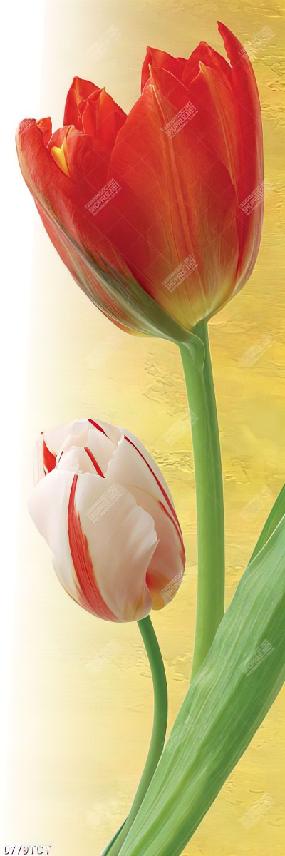 Tranh tulip khổ dọc