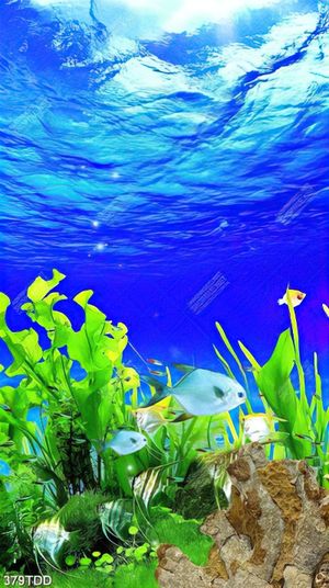 Hình nền máy tính cá heo đáng yêu giữa đại dương xanh mát - ✫ Ảnh đẹp ✫