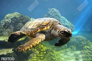 Tranh rùa và san hô dưới địa dưỡng xanh