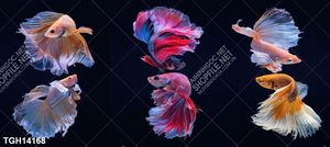 Tranh treo tường 3D đẹp cho phòng khách hiện đại