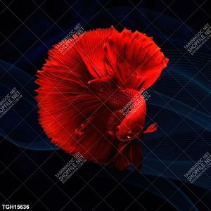 Tranh treo tường decor trang trí nội thất