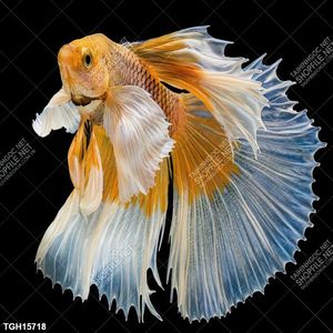 Tranh treo tường ghép chất lượng cao
