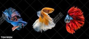 Tranh ghép tráng gương treo trang trí tường