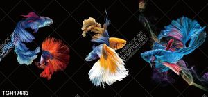  Tranh ghép treo tường mẫu mới nhất