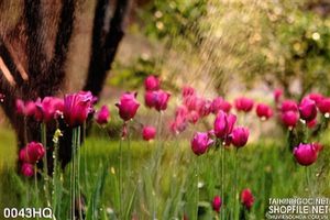 Tranh hoa lá tulip