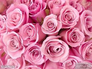 Tranh hoa lá nền hoa hồng