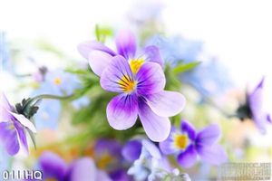 Tranh hoa trang trí tường đẹp