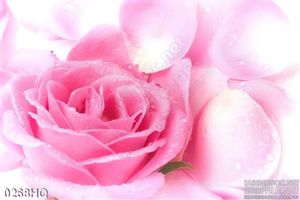 Tranh hoa lá hoa hồng trang trí treo tường
