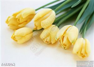 Tranh hoa tulip trang trí tường đẹp