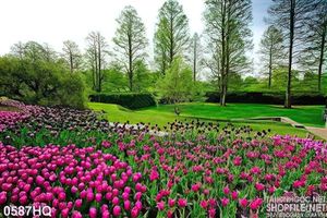 Tranh hoa tulip đẹp độc đáo