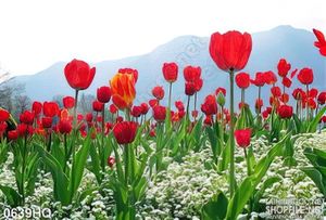 Tranh hoa tulip trang trí đẹp