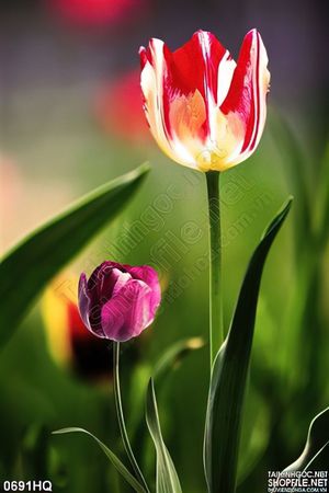 Tranh hoa tulip  trang trí phòng khách