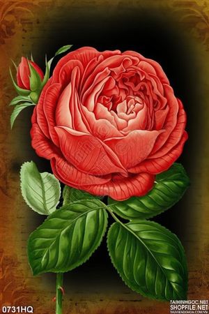 Tranh hoa hồng treo tường phòng khách