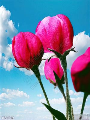 Tranh hoa tulip đẹp treo tường