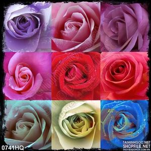 Tranh hoa hồng màu độc đáo