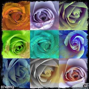 Tranh hoa hồng bảy màu