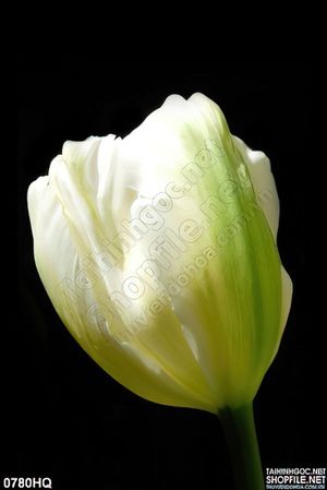 Tranh hoa tulip trí đẹp