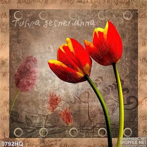 Tranh hoa tulip trang trí đẹp