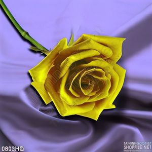 Tranh hoa hồng sen dầu trang trí