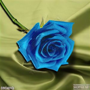 Tranh hoa hồng xanh treo tường phòng khách