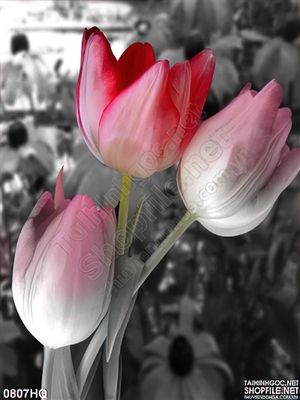 Tranh hoa tulip treo tường độc đáo