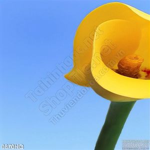 Tranh hoa lá tulip trang trí đẹp