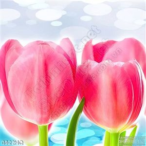 Tranh hoa tulip dán tường đẹp